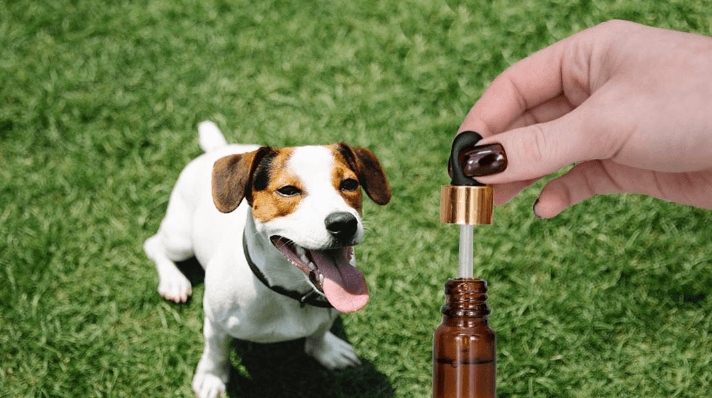 How to Give Your Dog Cbd Oil