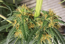How to Grow Cbd Flower at Home