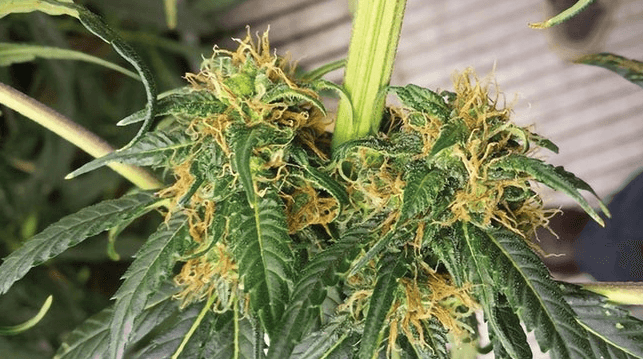 How to Grow Cbd Flower at Home