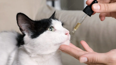 How to Give Cbd Oil to Cats