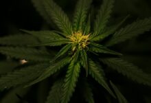 cannabidiol derived from cannabis