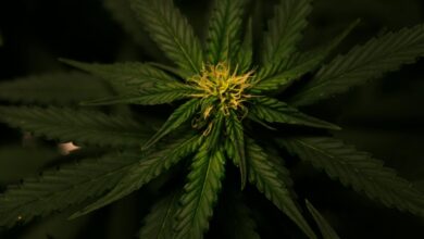 cannabidiol derived from cannabis