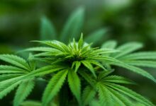 cbd contains no thc