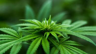 cbd contains no thc