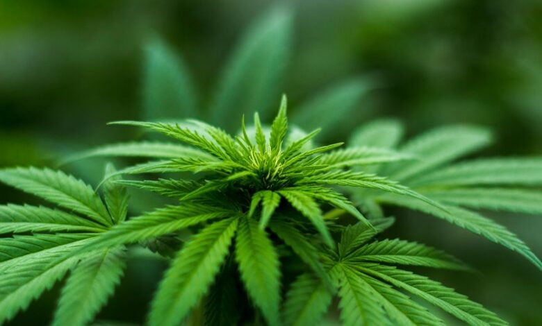 cbd contains no thc