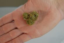 cbd differs from hemp
