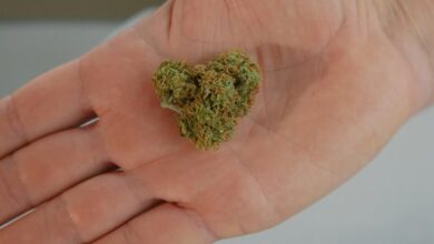 cbd differs from hemp