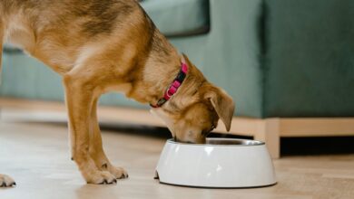 cbd dog treats effectiveness timing