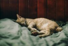 cbd effects on cats