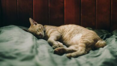 cbd effects on cats