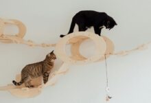 cbd safety for cats