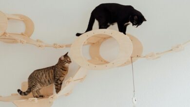 cbd safety for cats
