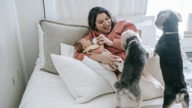 cbd safety for dogs
