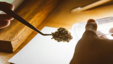 cbd versus thc drug testing