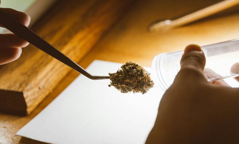 cbd versus thc drug testing