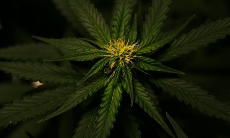 cbd versus weed comparison
