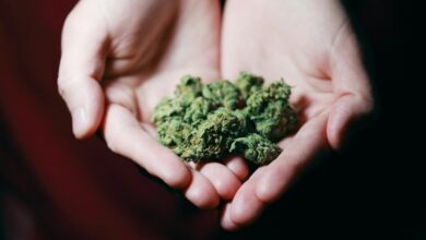 cbd versus weed comparison