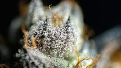 cbg versus cbd comparison