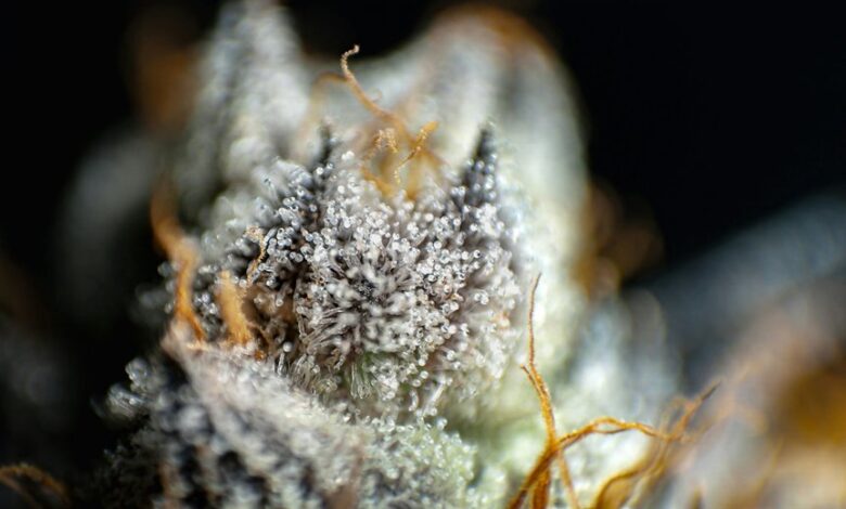 cbg versus cbd comparison