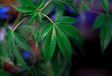 thc versus cbd comparison
