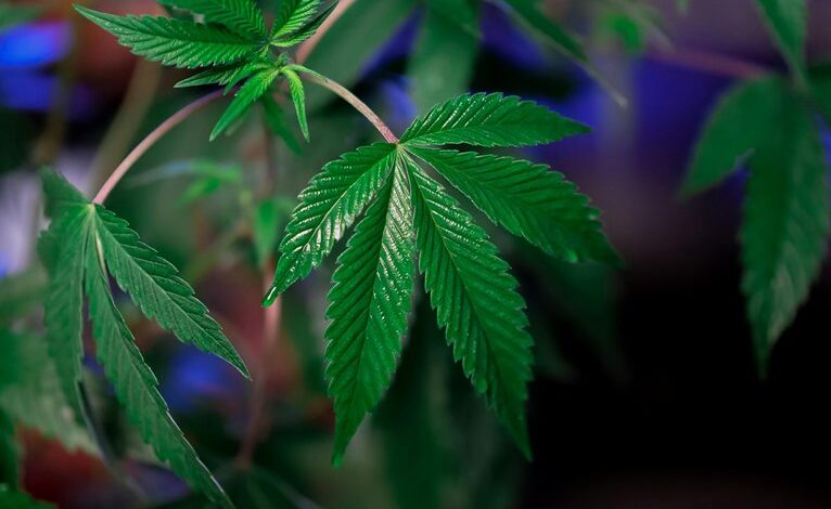 thc versus cbd comparison
