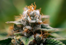 Cannabis Marketing Agency Tools for Competitive Advantage