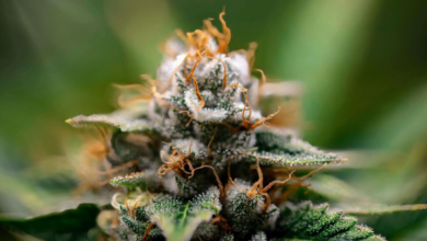 Cannabis Marketing Agency Tools for Competitive Advantage
