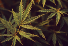 Discover Premium CBD Seeds from Trusted Breeders