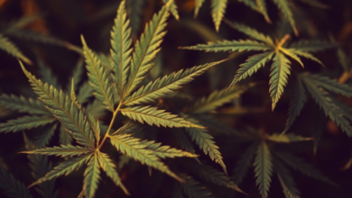 Discover Premium CBD Seeds from Trusted Breeders